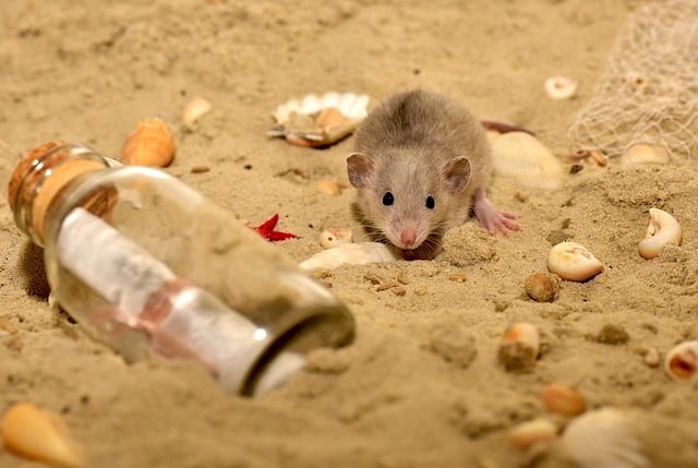 rat holiday peston beach