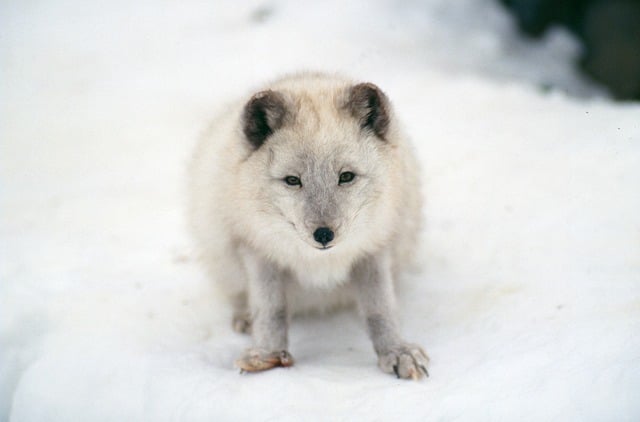 arctic fox