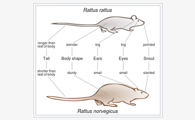 black rat vs brown rat