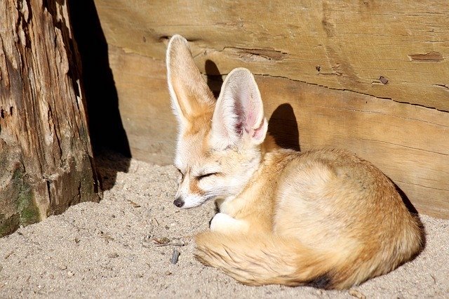 desert fox