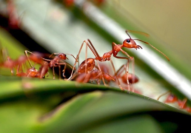 red ants