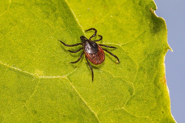 ticks are pet pets