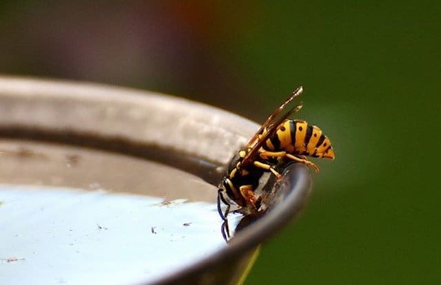 wasp in london property