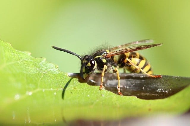 when does wasp season end