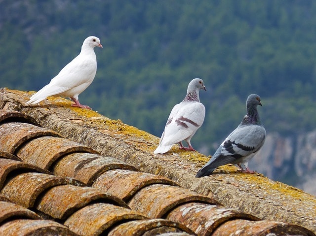 bird damage on the roof