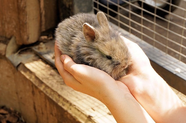 pet rabbit