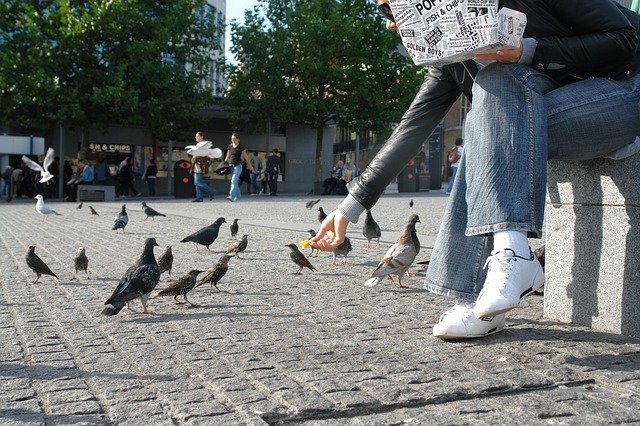 pigeon problems through feeding