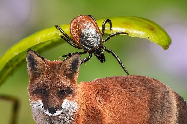 tick on fox