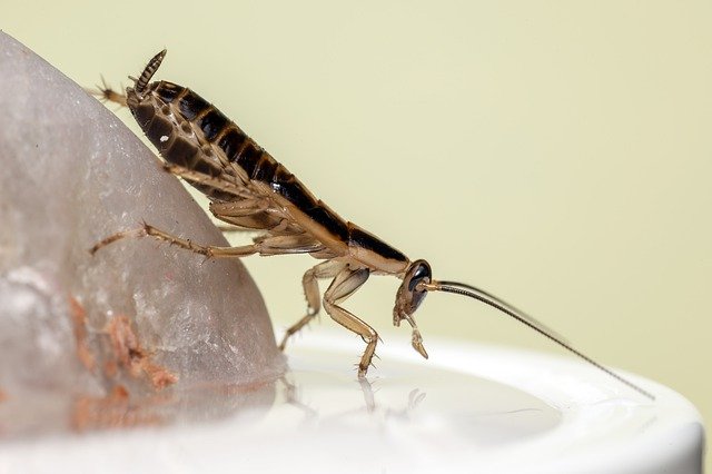cockroach in london bar