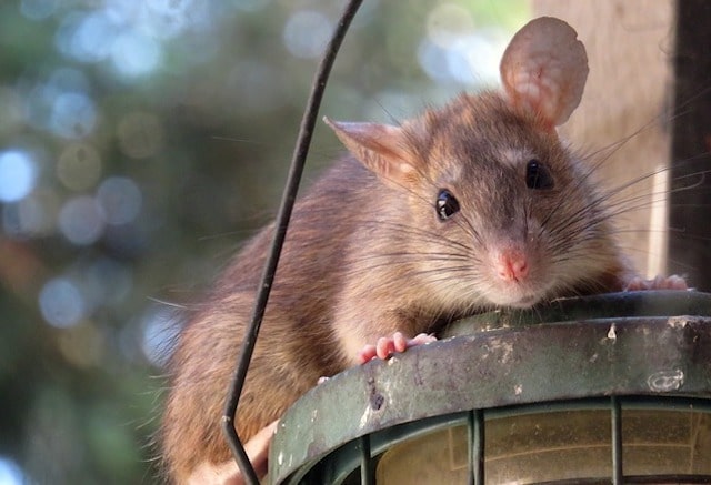 rats in the garage