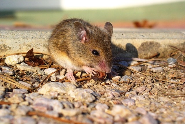 where do mice build nests