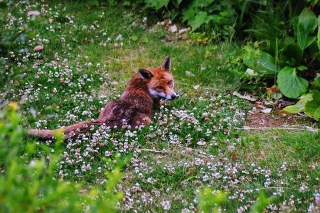 fox in garden