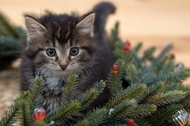 kitten chasing bugs