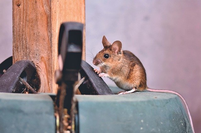 mouse hiding in clutterv