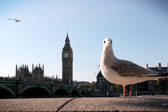 seagull in london centre