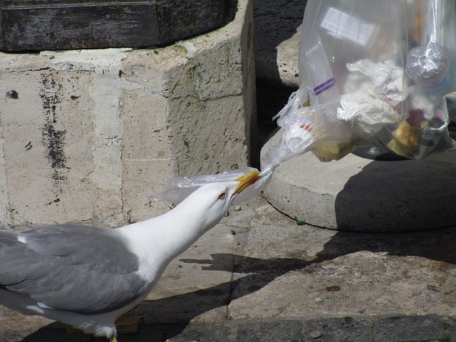 seagull picking rubbish