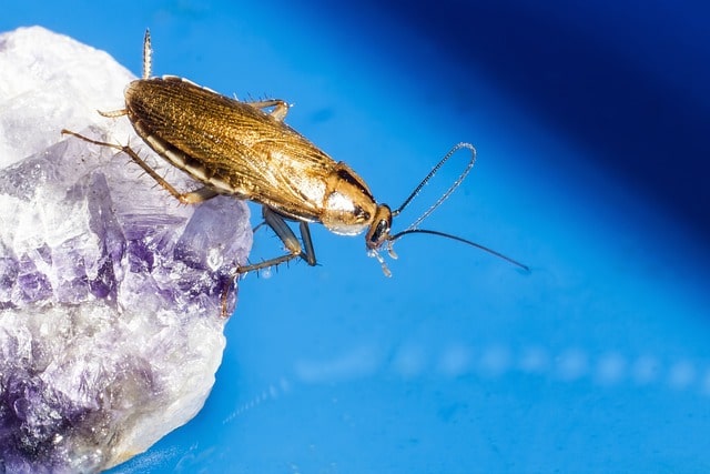 german cockroach