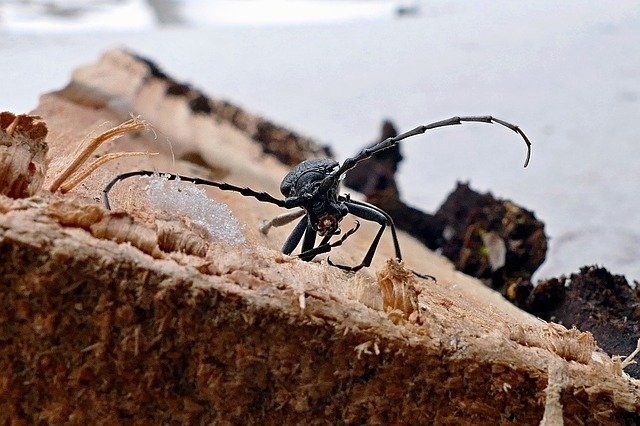 insects on wood