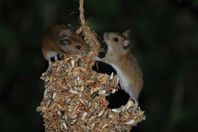 mice at night making noises