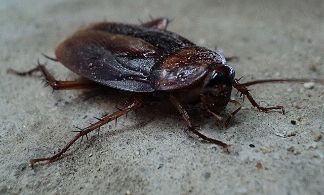 oriental cockroach