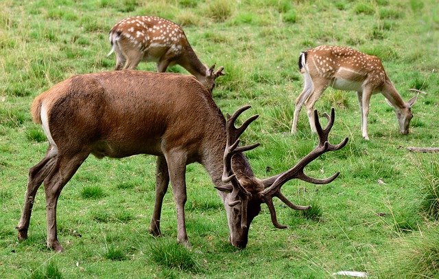 pesticides and wildlife