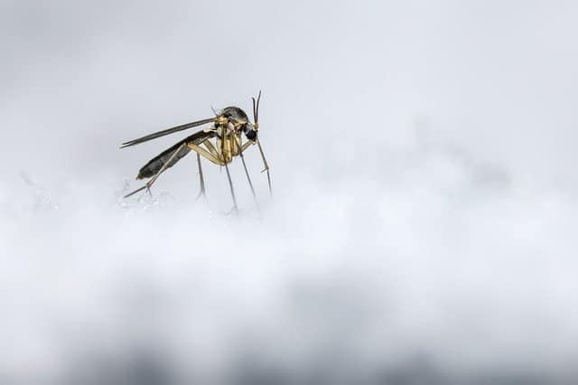 winter insect in snow