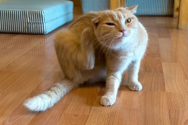 cat scratching with fleas