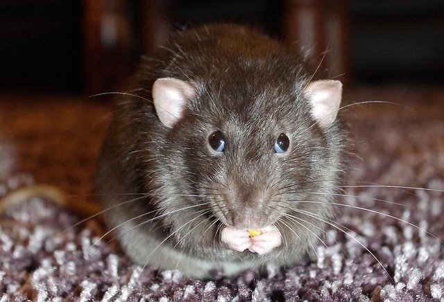 rat in a london house