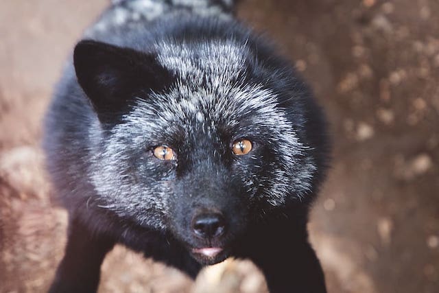 black fox in london garden