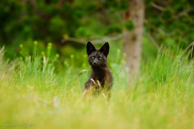 black fox uk