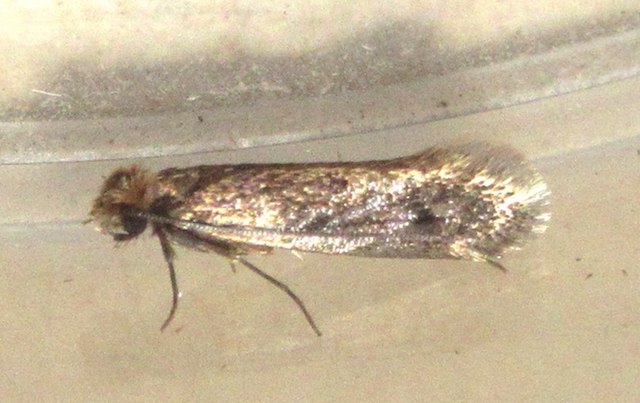 do moths eat clothes