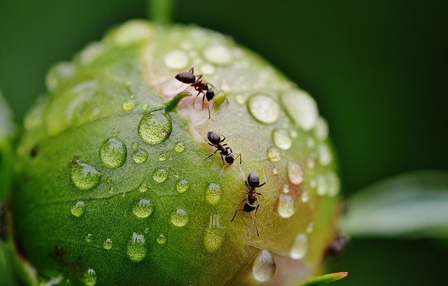 london garden with ants