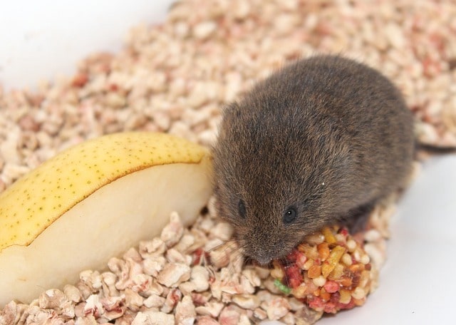 mouse in food