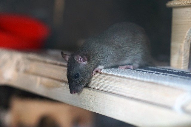 rat at night