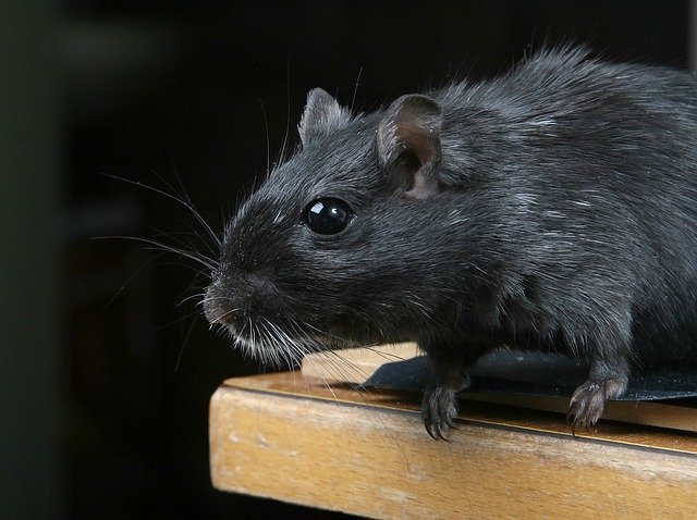 what do rats do at night