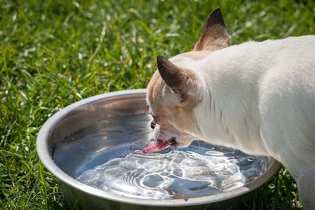 dog keeping hydrated