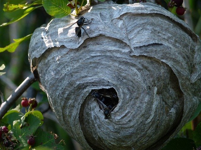 wasp nest
