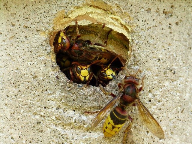 will a wasps nest damage my house