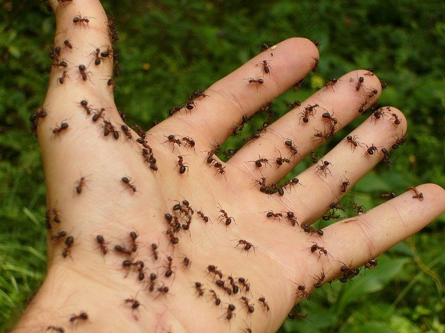ants crawling on hand