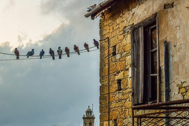 birds on london commercial building