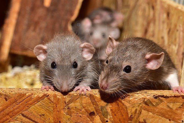 rats in a london house