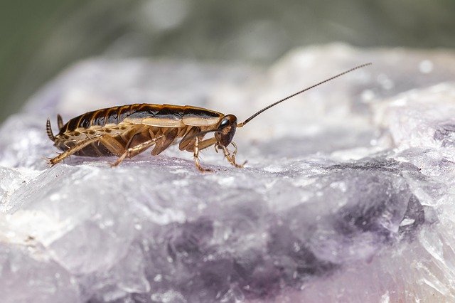 cockroach infestation