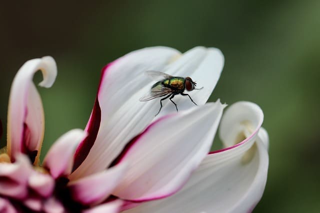 summer flies in the garden