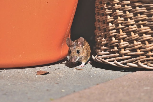 mouse hiding in clutter