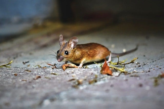 mouse in a house in london