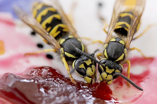 wasp free picnic
