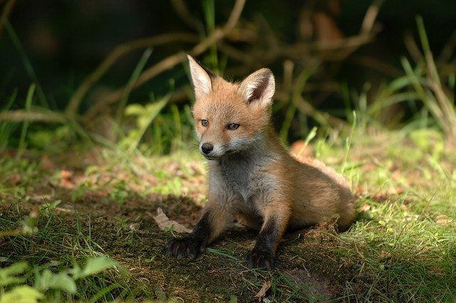 baby fox in the garden