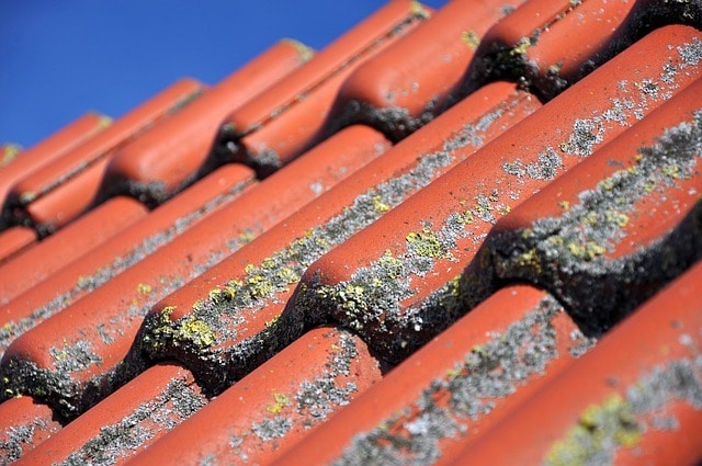 black rats get into roof