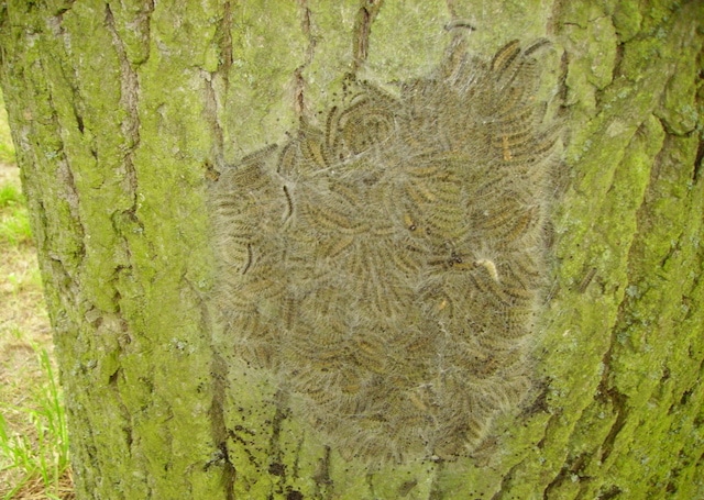 moth nest on tree