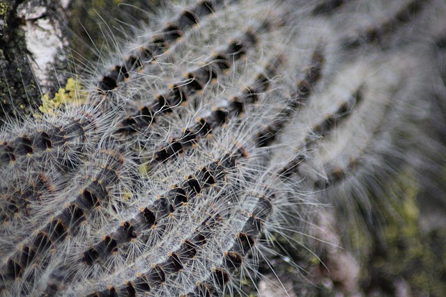 oak processionary moths